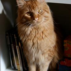 Maine Coon Joey