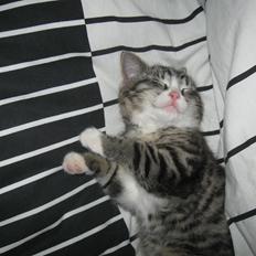 Blanding af racer Simba