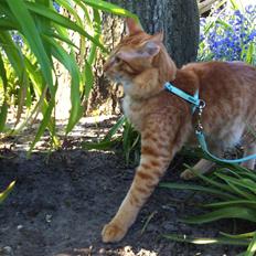 Orientalsk Langhåret Dk Kamyne Røde Slyngel