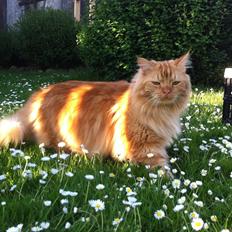 Blanding af racer Houdini