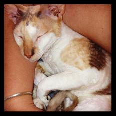 Cornish Rex Fogedegaarden's Afrodite