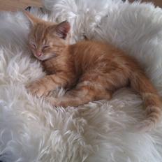 Blanding af racer Bourbon