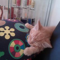 Blanding af racer Bourbon