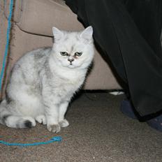 Exotic loke ( Hansi von Gørtz DK )