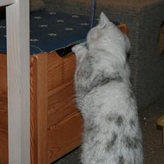 Exotic loke ( Hansi von Gørtz DK )