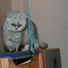 Exotic loke ( Hansi von Gørtz DK )