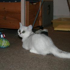 Exotic Odin ( Odin von Gøtrz )