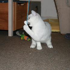 Exotic Odin ( Odin von Gøtrz )