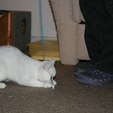 Exotic Odin ( Odin von Gøtrz )