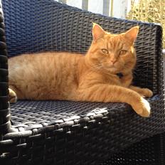 Blanding af racer Oliver