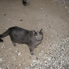 Russian Blue Nanna