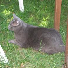 Russian Blue Nanna