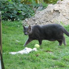 Russian Blue Nanna