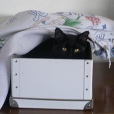 Huskat Mohawk aka MO