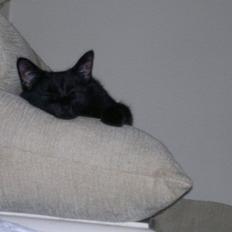 Huskat Gizmo aka Giz