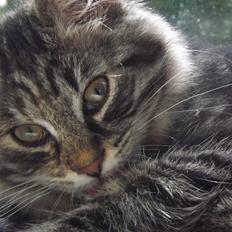 Blanding af racer Ruby