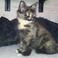 Maine Coon R.I.P Askepot 17-12-12