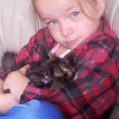 Maine Coon R.I.P Askepot 17-12-12