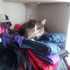 Norsk Skovkat Snehvide