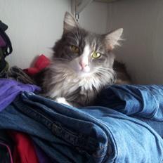 Norsk Skovkat Snehvide