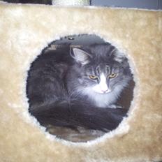 Norsk Skovkat Snehvide