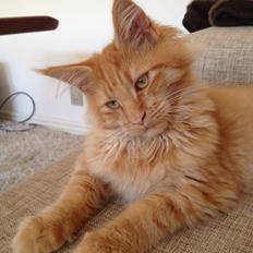 Maine Coon Maximus