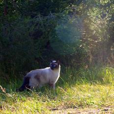 Blanding af racer Oscar