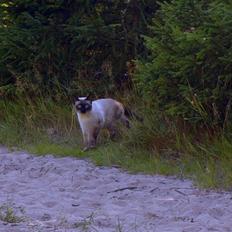 Blanding af racer Oscar