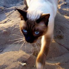 Blanding af racer Oscar