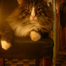 Maine Coon Chip