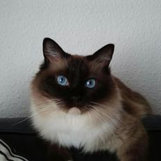 Hellig Birma Enigma