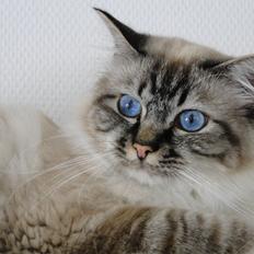 Hellig Birma Bandits Luka