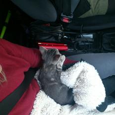 Blanding af racer Ronja Røverdatter ( Bliver kaldt Pooh)