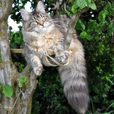 Maine Coon Redline Jade