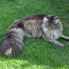 Maine Coon Redline Jade