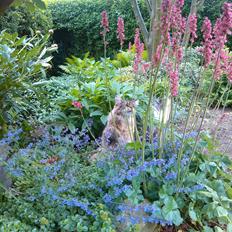 Maine Coon Redline Jade