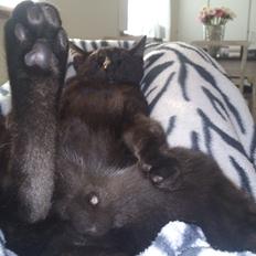 Blanding af racer Mowgli