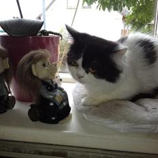 Blanding af racer Frida