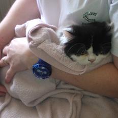 Blanding af racer Frida