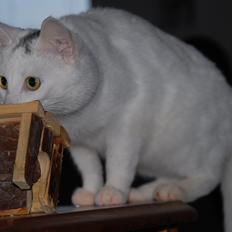 Blanding af racer Miss Snowball