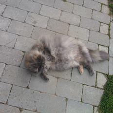 Blanding af racer Uldtot