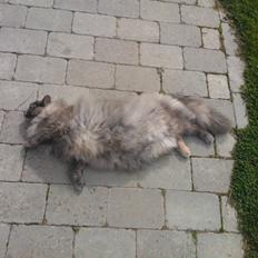 Blanding af racer Uldtot