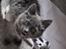 Blanding af racer Cleo - " Mijaaaw " :p