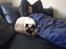 Ragdoll Calipso - Sover med farmand efter en lang arbejdsdag <3