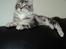 Maine Coon chili