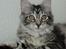 Maine Coon chili - 2o uger 