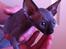 Sphynx Siff - Siff 51 dage