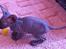 Sphynx Siff
