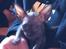 Sphynx Siff