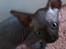 Sphynx Siff